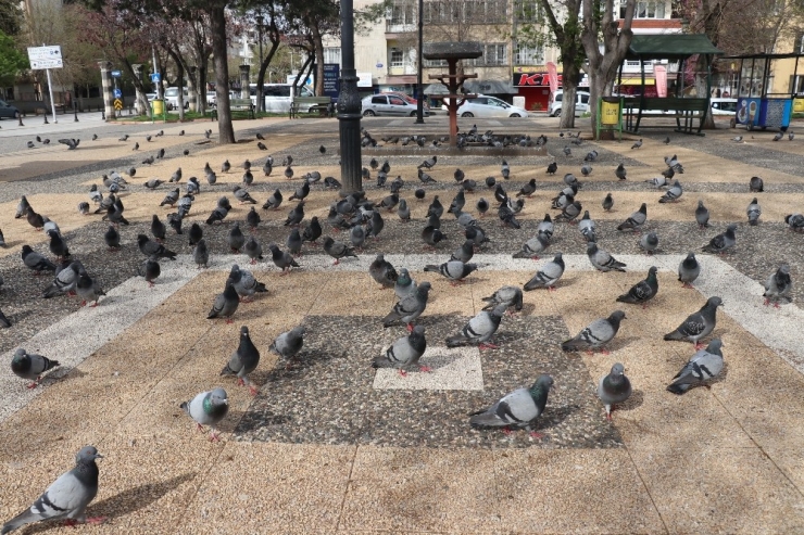 Şahinbey Sokak Hayvanlarını Unutmadı