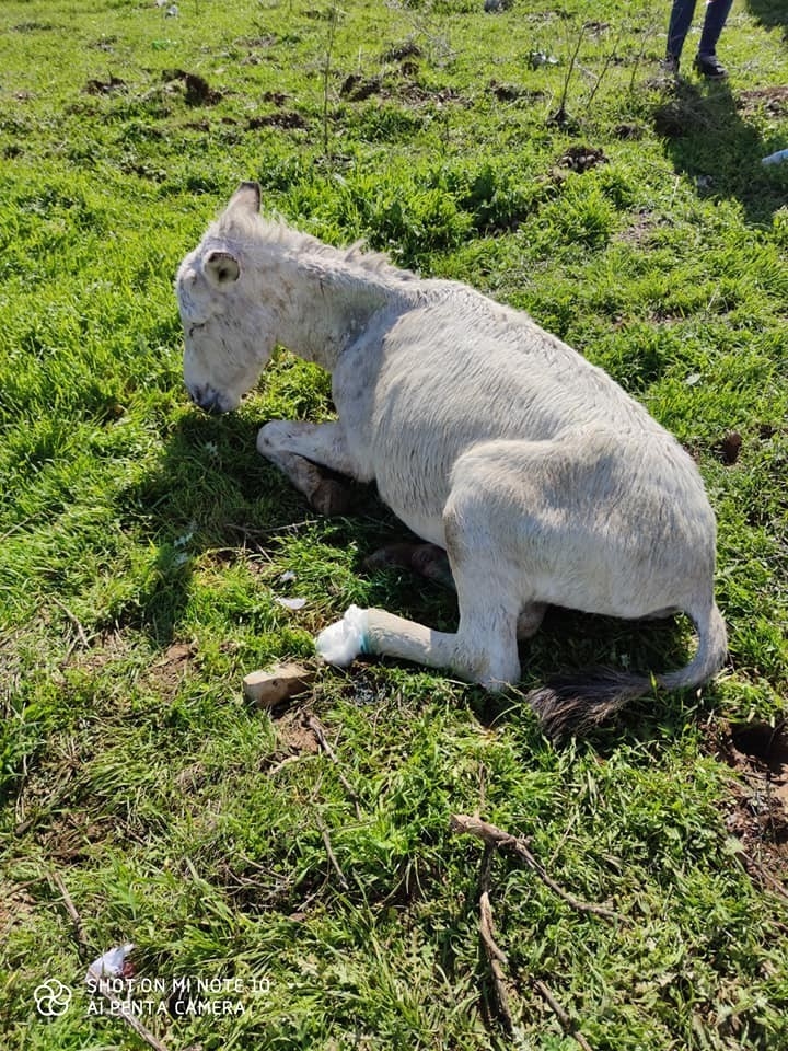 Ayağı Kopan Katır Tedavi Altına Alındı