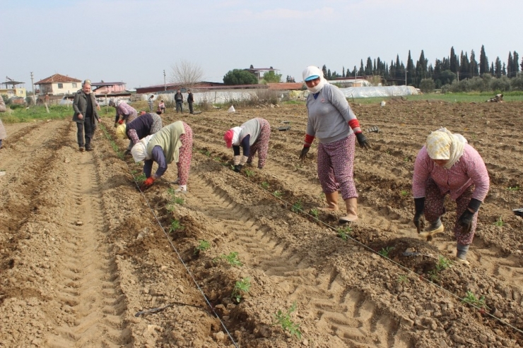 Salihli Ovası’nda “Kırmızı Altında” Dikim Zamanı