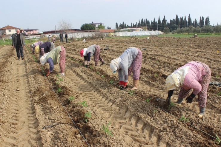 Salihli Ovası’nda “Kırmızı Altında” Dikim Zamanı