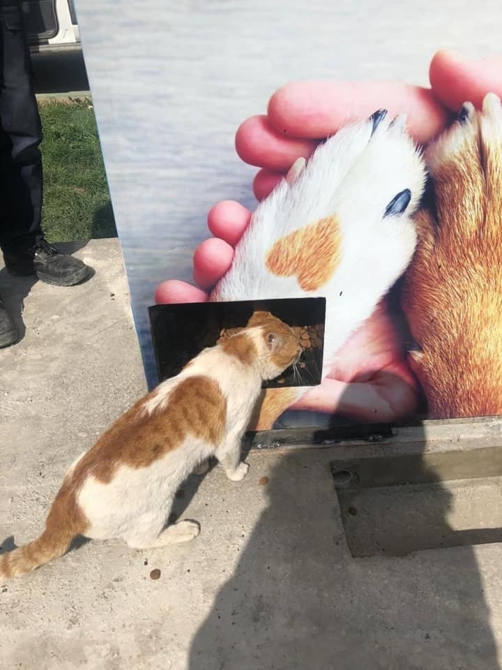 Yenişehir Belediyesi Sokak Hayvanlarını Unutmadı