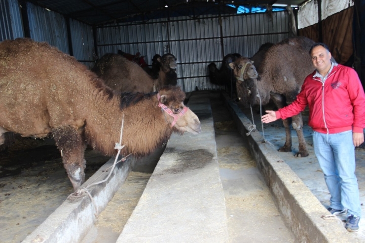 Aydın’da Develer Kölesteye Erken Alındı