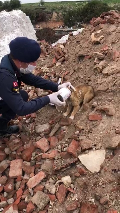 Kafası Konserve Kutusuna Sıkışan Yavru Köpeğin Yardımına Jandarma Yetişti