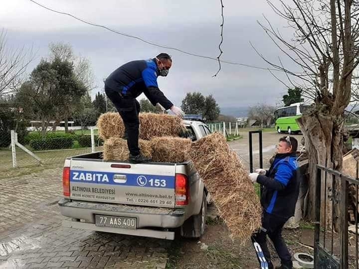 Hayvanların Yemini Zabıta Ulaştırdı