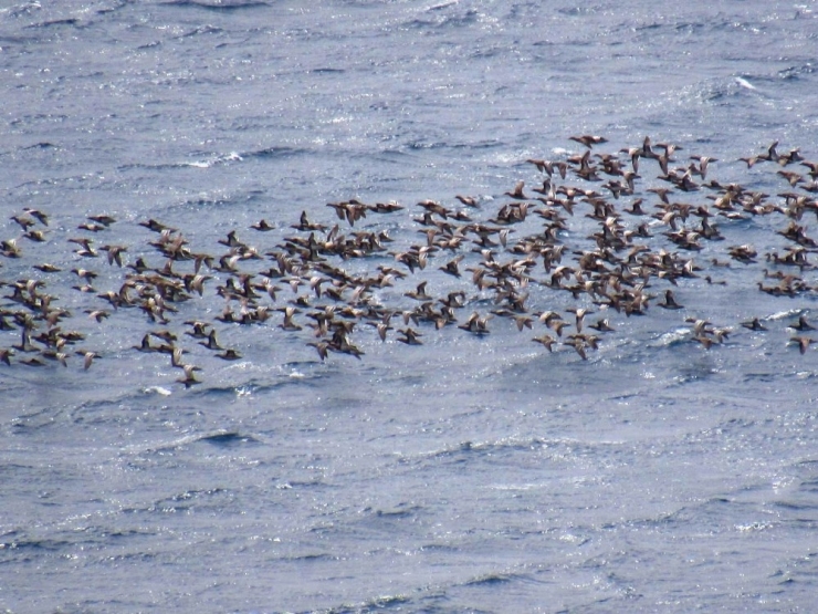 Bodrum’a Turistler Değil Ördekler Akın Etti