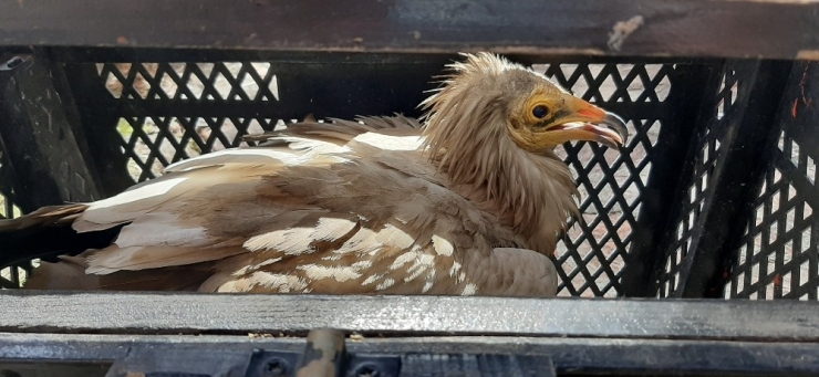 Yorgun Düşen Akbaba Tellere Çarptı