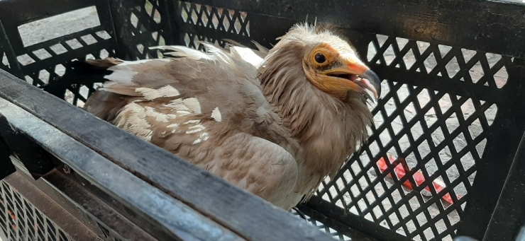 Yorgun Düşen Akbaba Tellere Çarptı