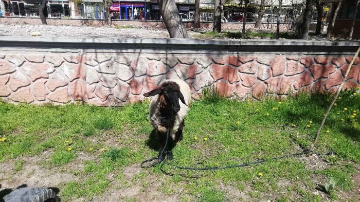 Koyununu ‘Biz Bize Yeteriz’ Kampanyasına Bağışladı