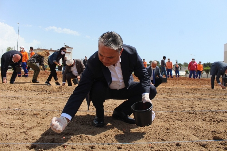 Muratpaşa Belediyesi, Gıda Krizi Riskine Karşı Mısır Ekimine Başladı