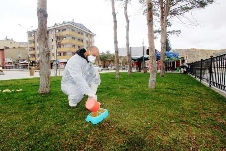 Bayburt’ta Sokak Hayvanları Unutulmuyor
