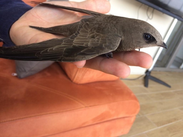 Ebabil Kuşuna Genç Öğretmen Ve Ailesi Sahip Çıktı