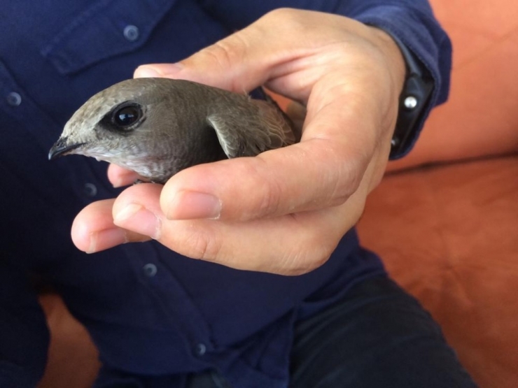Ebabil Kuşuna Genç Öğretmen Ve Ailesi Sahip Çıktı