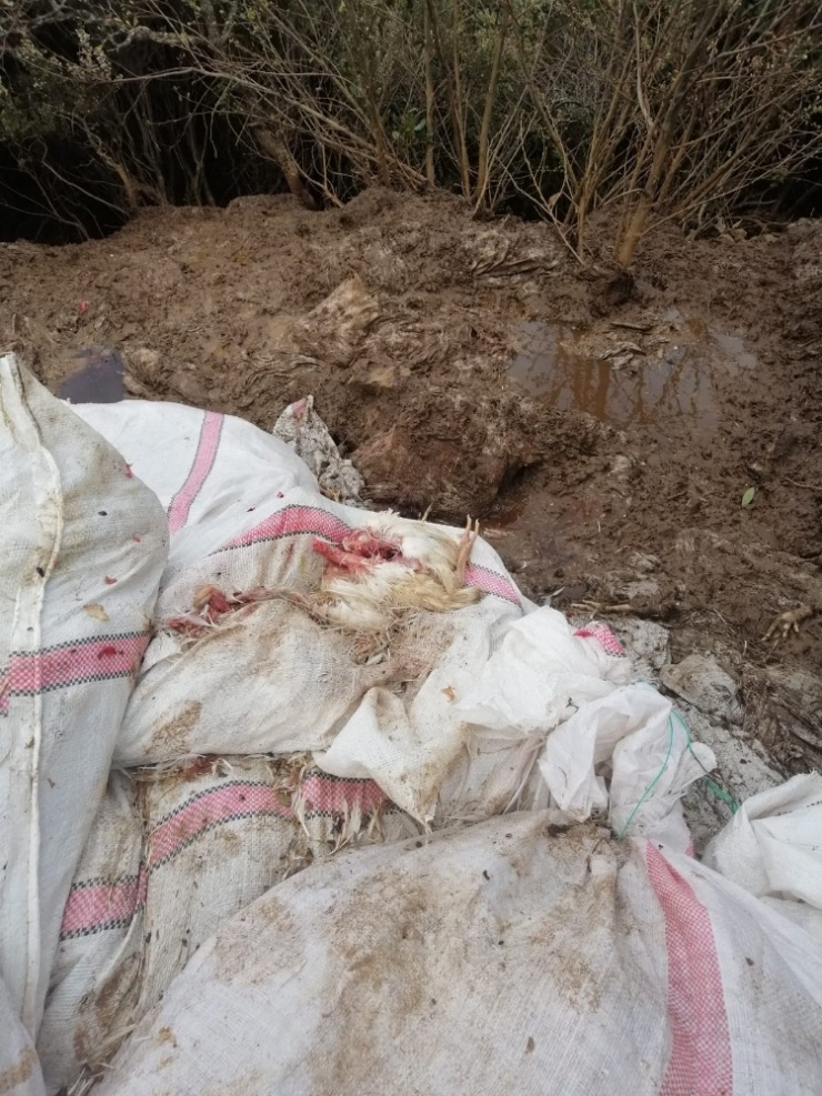 Tavuk Ölülerini Çuvala Koyup Araziye Attılar