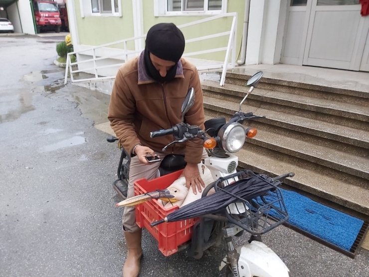 Yaralı Pelikanı Tilkinin Elinden Kurtardı