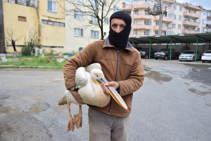 Yaralı Pelikanı Tilkinin Elinden Kurtardı