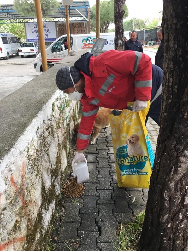 Didim’de Belediye Sokak Hayvanlarını Besliyor