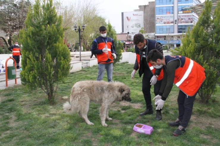 Bismil Belediyesi Sokak Hayvanlarını Unutmadı