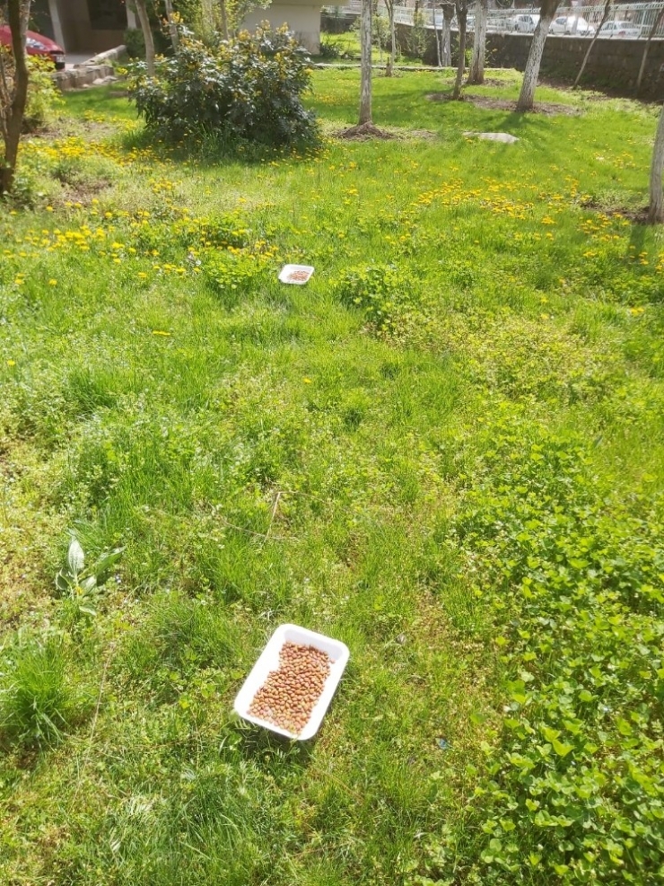 Diyarbakır’da Vatandaşlar Sokak Hayvanlarını Unutmadı