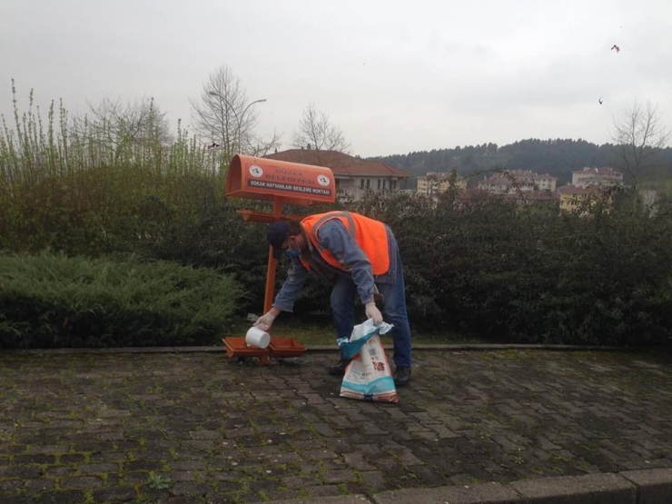 Sokak Hayvanlarına Düzenli Mama Ve Su Veriliyor