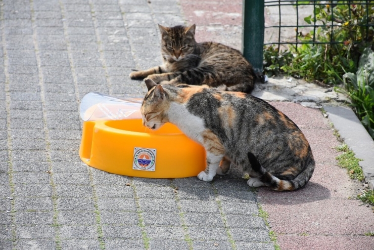 Gemlik’de Mama Kapları Uygun Alanlara Yerleştiriliyor