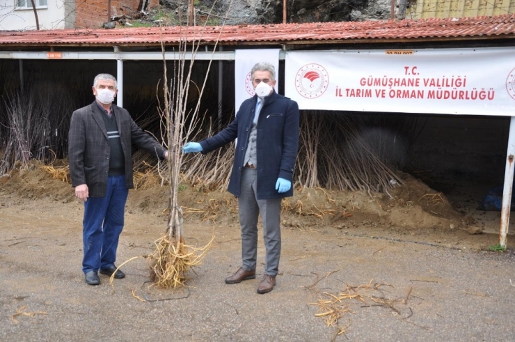 Gümüşhane’de 65 Yaş Üzeri Çiftçilerin Fidanları Evlerine Götürüldü