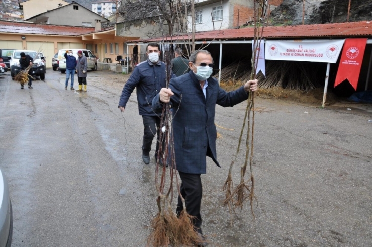 Gümüşhane’de 65 Yaş Üzeri Çiftçilerin Fidanları Evlerine Götürüldü