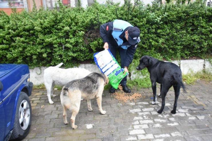 İncirliova Belediyesi Can Dostlar İçin Mama Bırakıyor