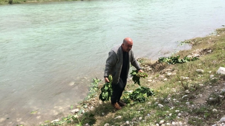 Savrun Çayında Şaşırtan Görüntü