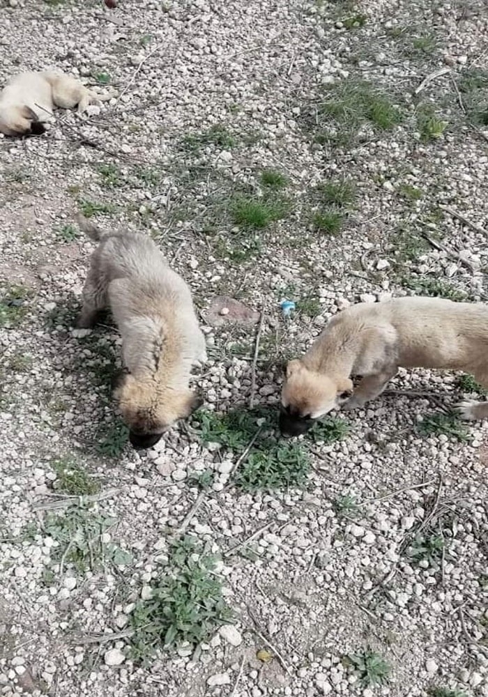 Gördüğü Manzara Karşısında Şoke Oldu