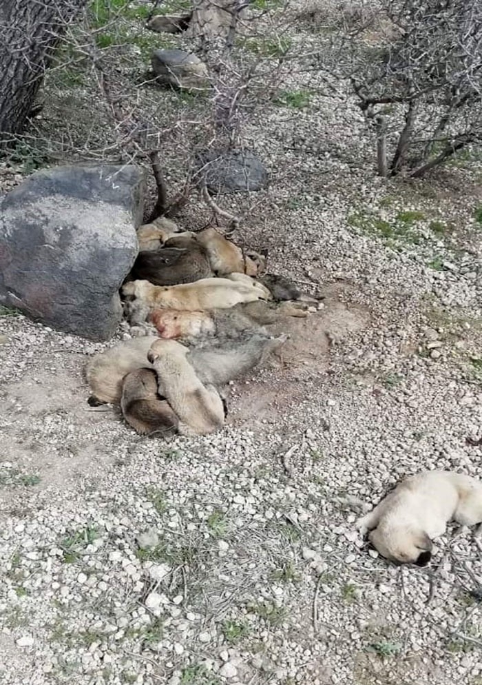 Gördüğü Manzara Karşısında Şoke Oldu