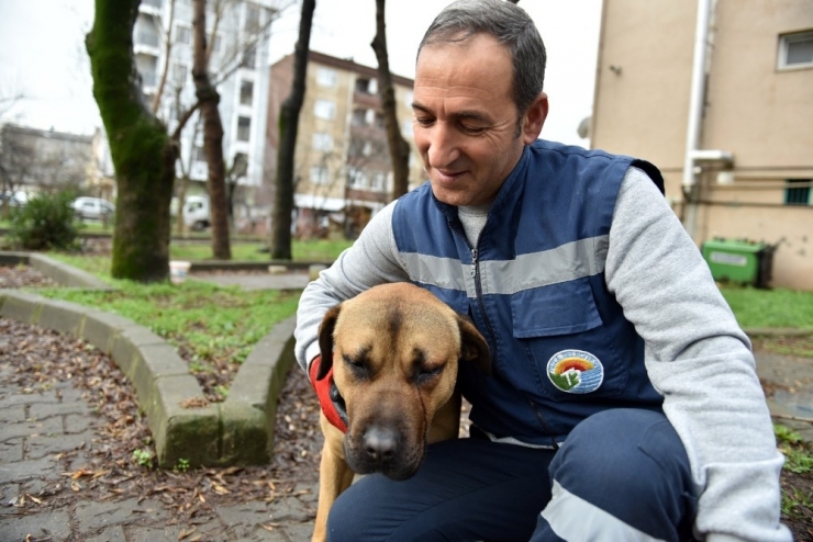 Tuzla Belediyesi Sokak Hayvanlarını Unutmadı