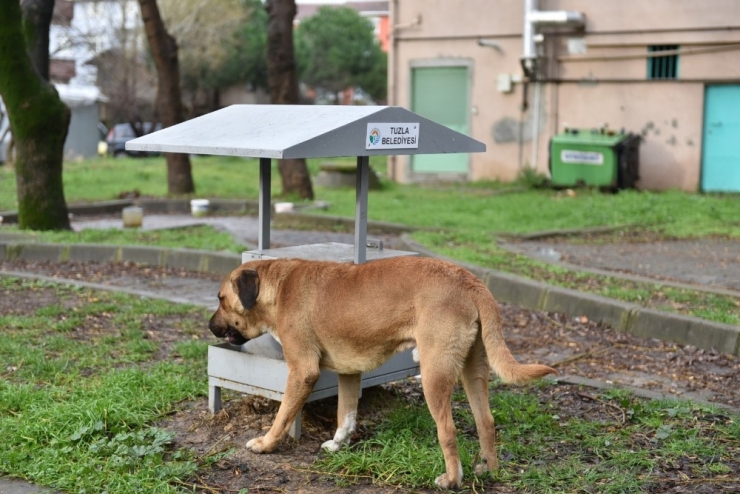 Tuzla Belediyesi Sokak Hayvanlarını Unutmadı