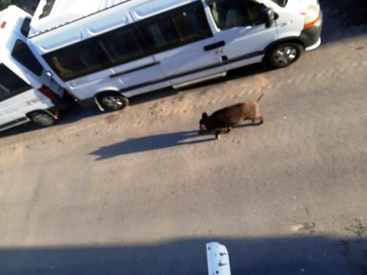 Domuzlar Gündüz Vakti Sokağa İnmeye Başladı