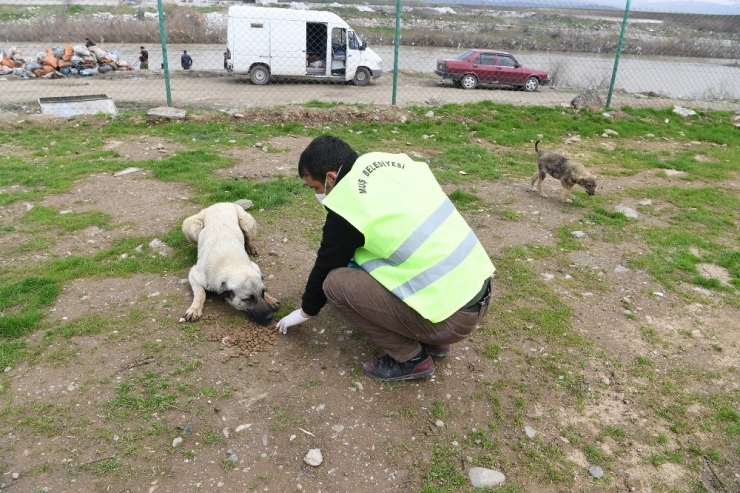 Muş Belediyesi Sokak Hayvanlarını Sahipsiz Bırakmıyor