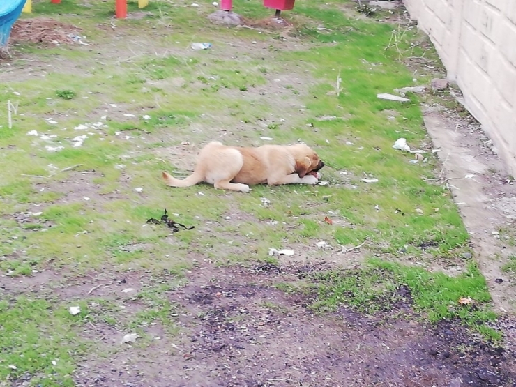 Bulanık Belediyesi Sokak Hayvanlarını Unutmadı