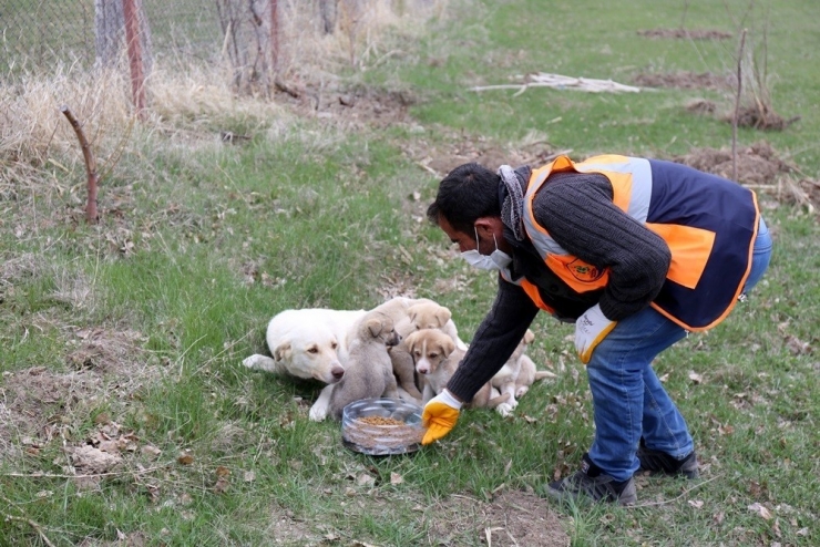 Gürpınar Belediyesi Sokak Hayvanlarını Yalnız Bırakmadı