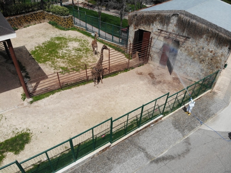 Kaplan Nadia Korona Virüs Oldu, Gaziantep Hayvanat Bahçesi’nde Tedbirler Arttırıldı