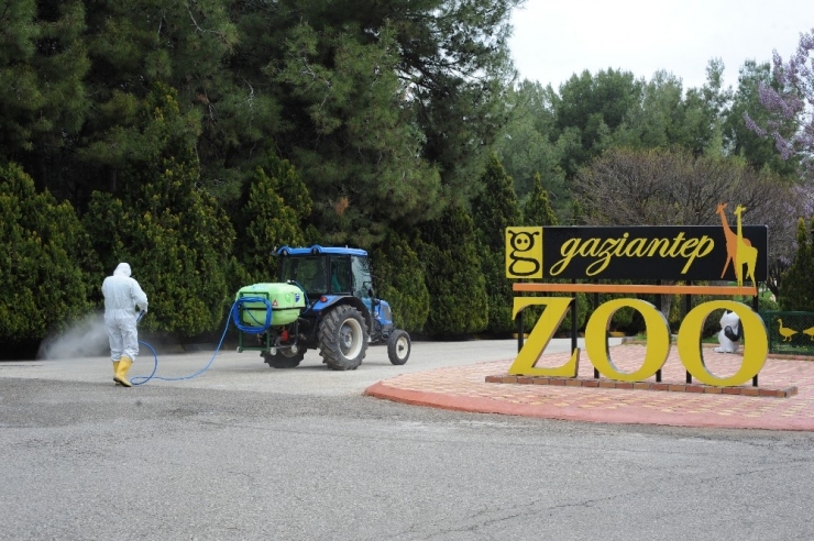 Kaplan Nadia Korona Virüs Oldu, Gaziantep Hayvanat Bahçesi’nde Tedbirler Arttırıldı