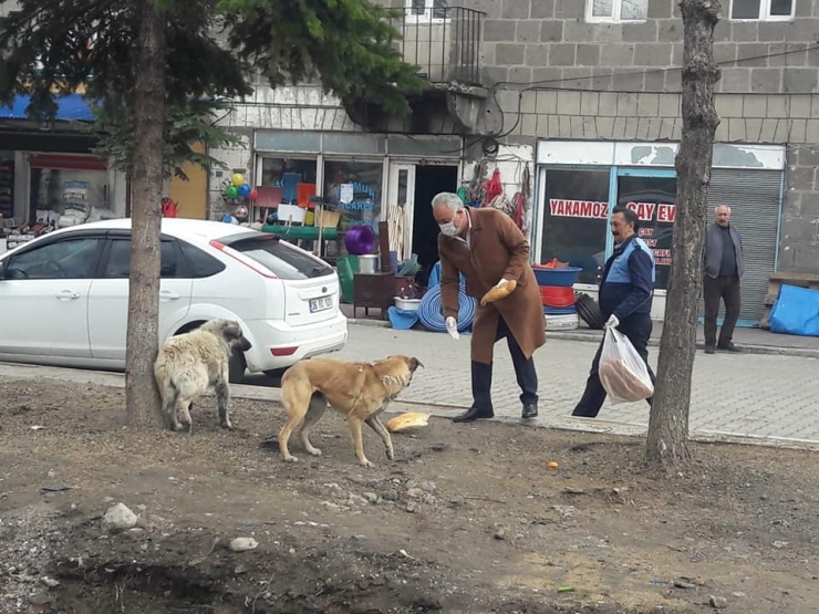 Başkan Altay, Sokak Hayvanlarını Unutmadı