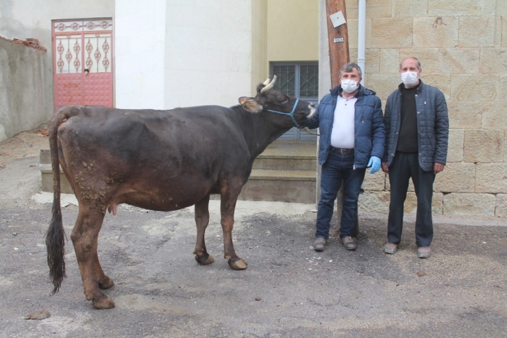 İneğini "Milli Dayanışma Kampanyası"na Bağışladı