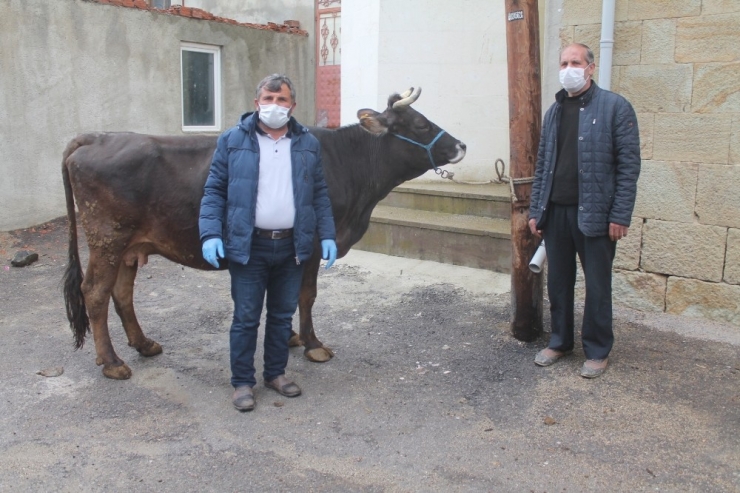 İneğini "Milli Dayanışma Kampanyası"na Bağışladı