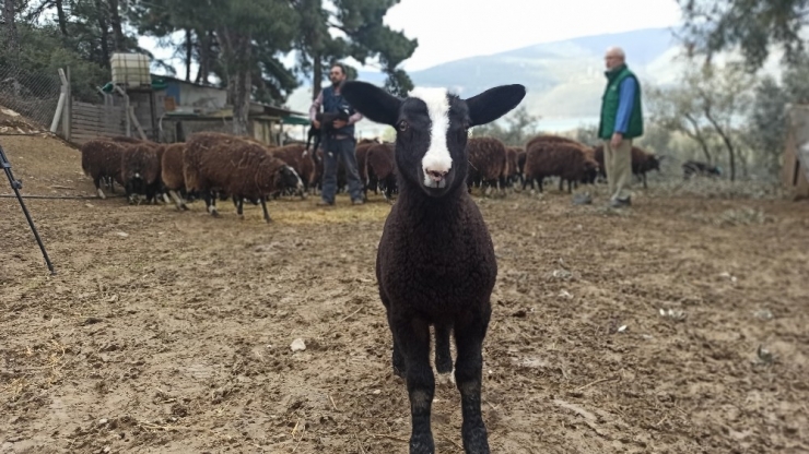 Ana Kuzuları Böyle Görüntülendi