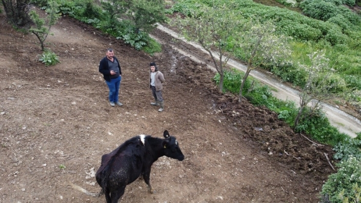 Kaybolan Büyükbaş Hayvanını Gazeteciler Yardımıyla Drone İle Buldu