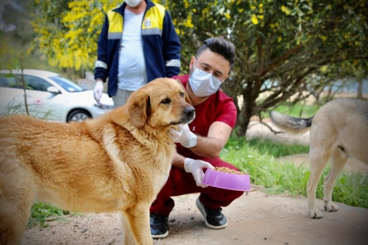 Didim’de Sokak Hayvanlarına Karşı Duyarsız Kalınmadı.