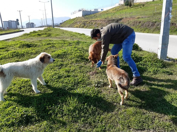Üniversite Bölgesinde Hayvanlara Mama Dağıtıldı