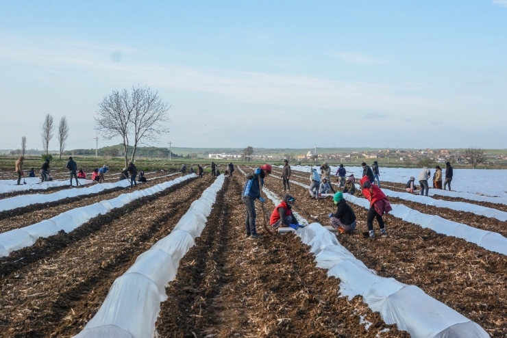 Bursa’da Erkenci Karpuz Ekimi Yapıldı