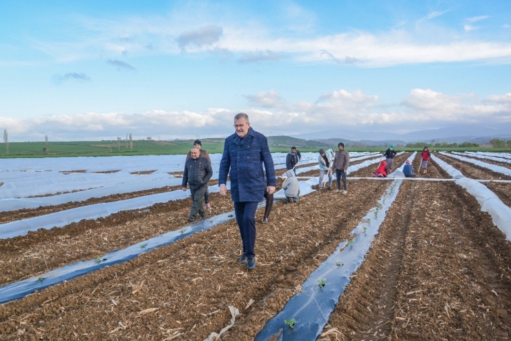 Bursa’da Erkenci Karpuz Ekimi Yapıldı