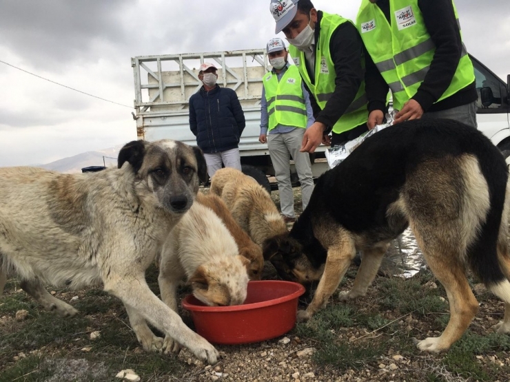 Niğde Sokak Hayvanlarına 5 Ton Mama Dağıtıldı