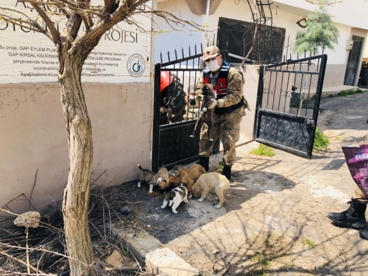Sokak Hayvanları Unutulmadı