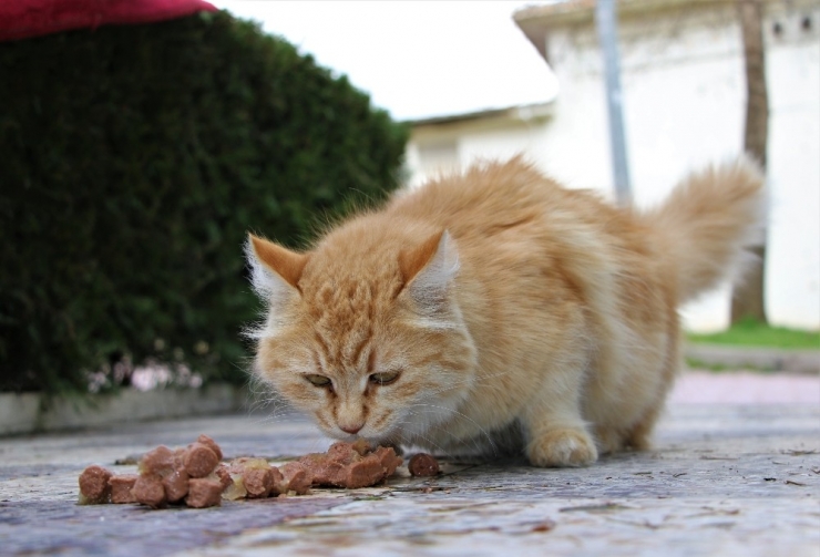 Elazığ’da Üniversite Öğrencisi, Sokak Hayvanlarını Besliyor
